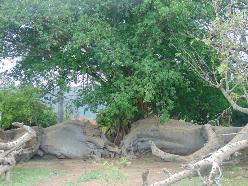 Mysterious Lelee tree at Banda