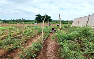 agric